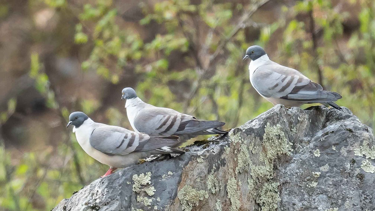 Pigeon des neiges - ML620033107