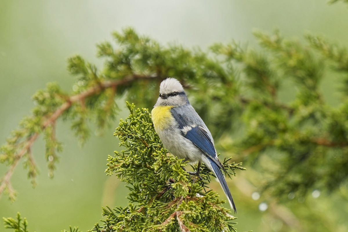 Azure Tit (Yellow-breasted) - ML620033110
