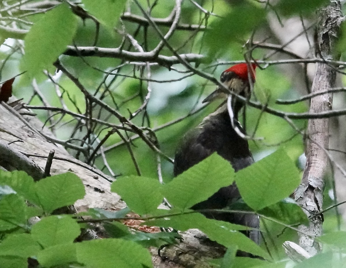 Pileated Woodpecker - ML620033111