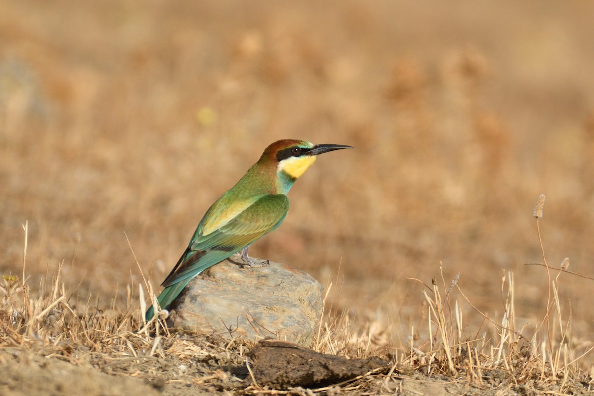 European Bee-eater - ML620033114