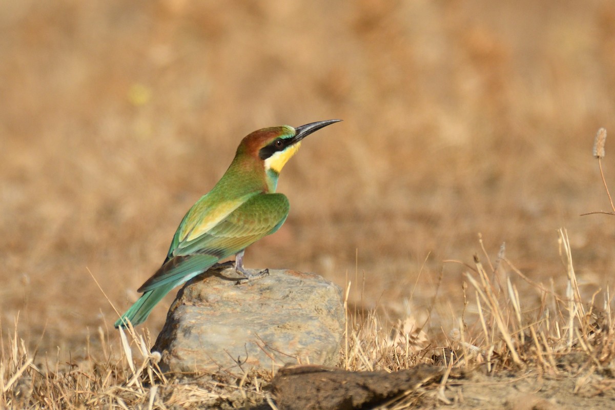 European Bee-eater - ML620033115