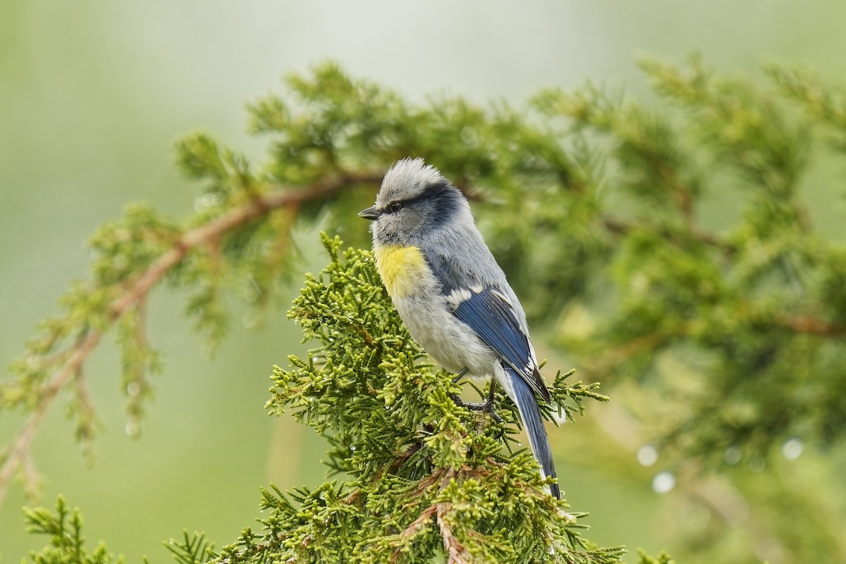 Azure Tit (Yellow-breasted) - ML620033117