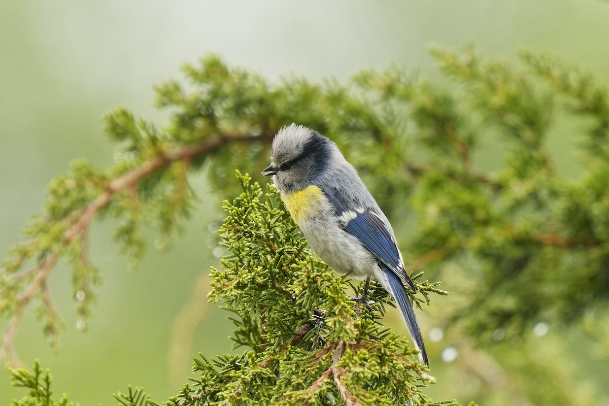 Azure Tit (Yellow-breasted) - ML620033118
