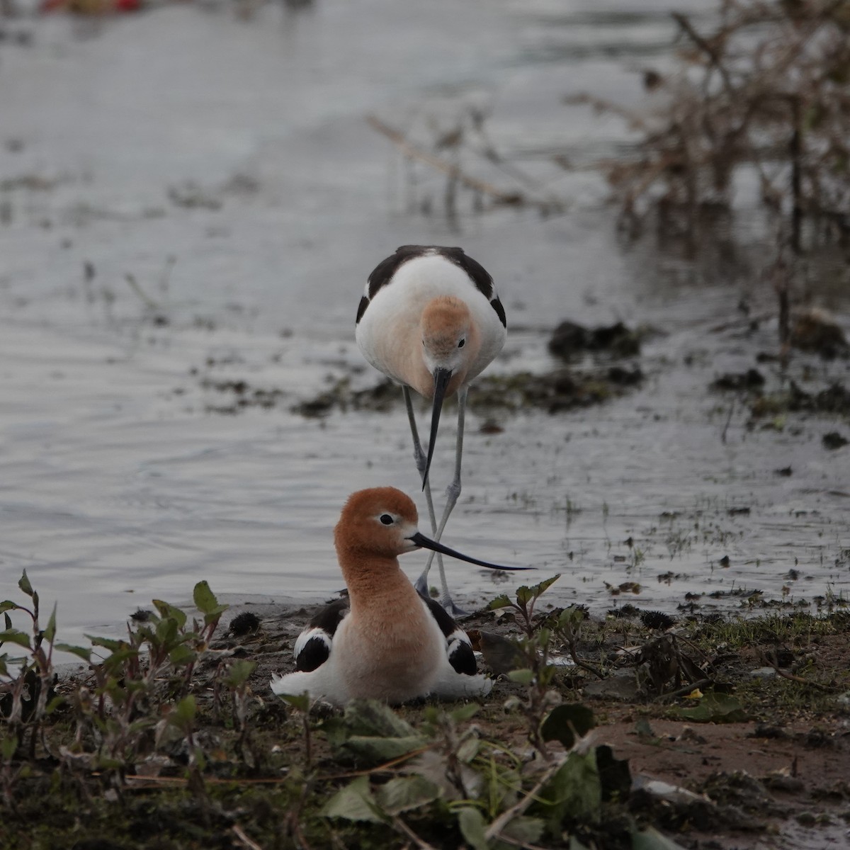 Avoceta Americana - ML620033125