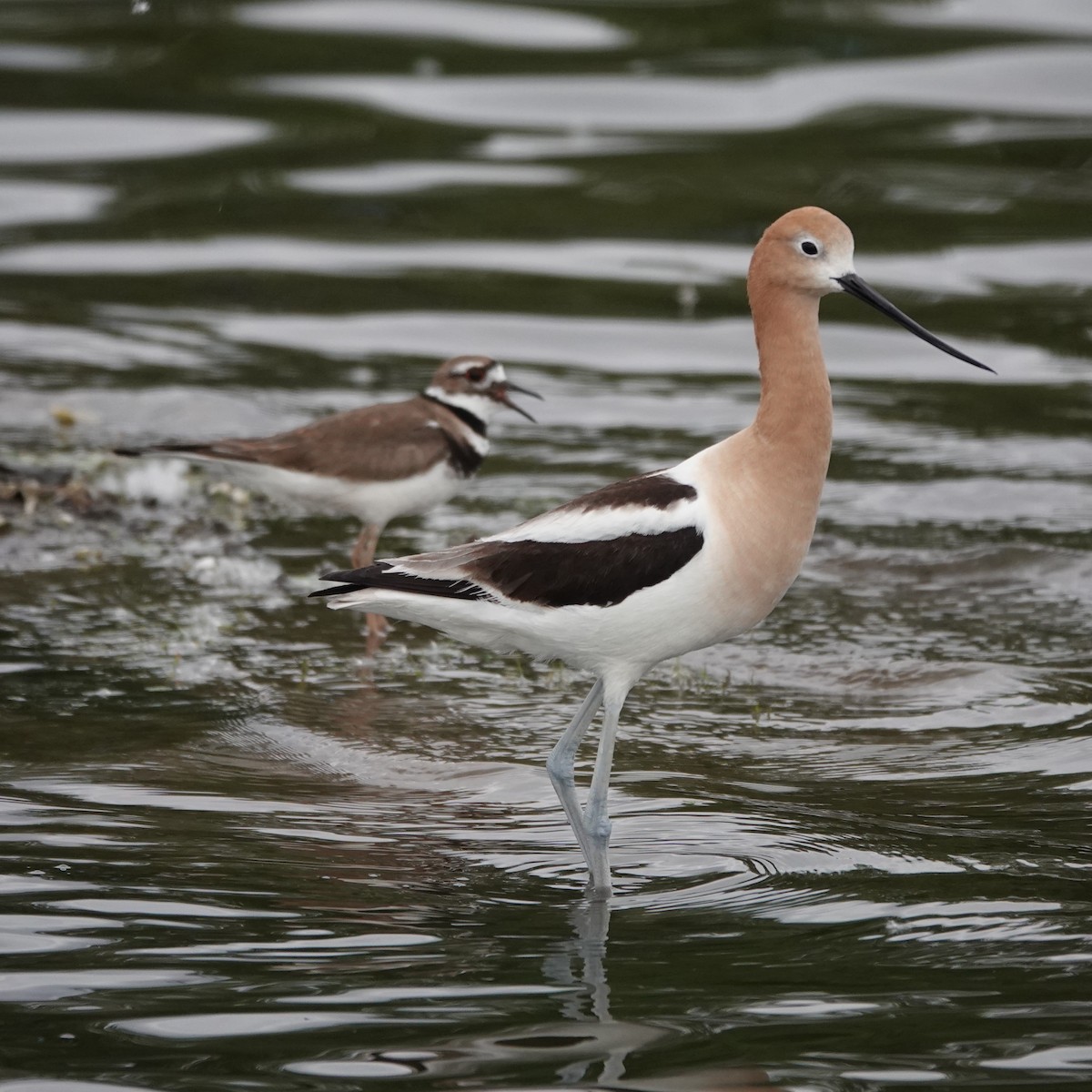 Avoceta Americana - ML620033126