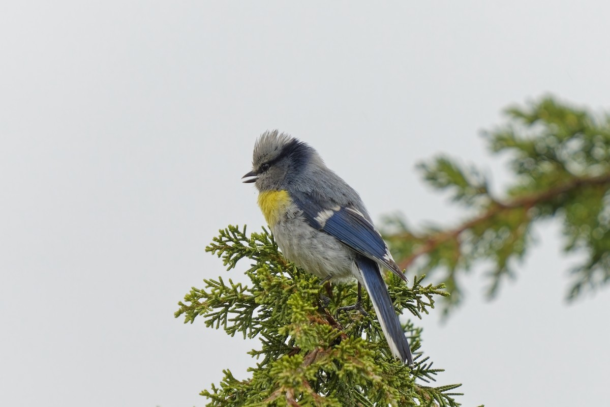 Azure Tit (Yellow-breasted) - ML620033132