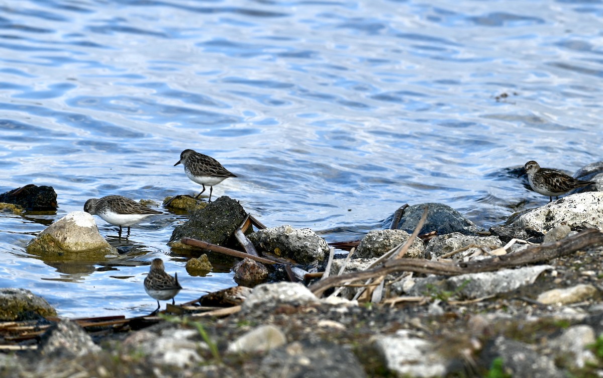 Semipalmated Plover - ML620033138