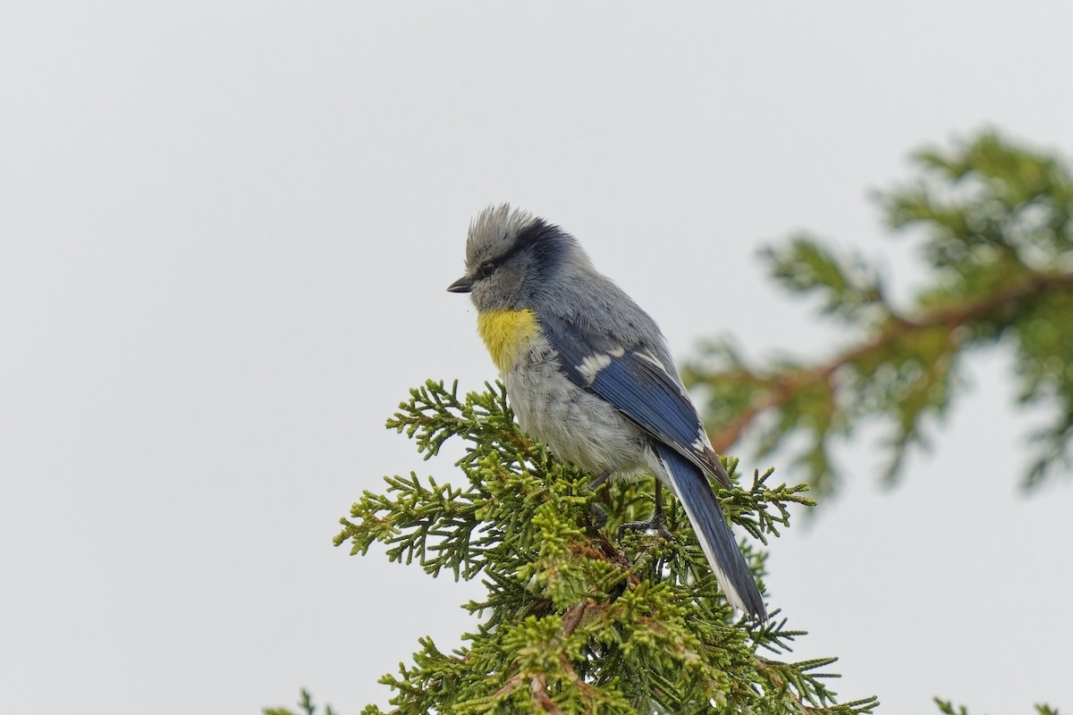 Azure Tit (Yellow-breasted) - ML620033139