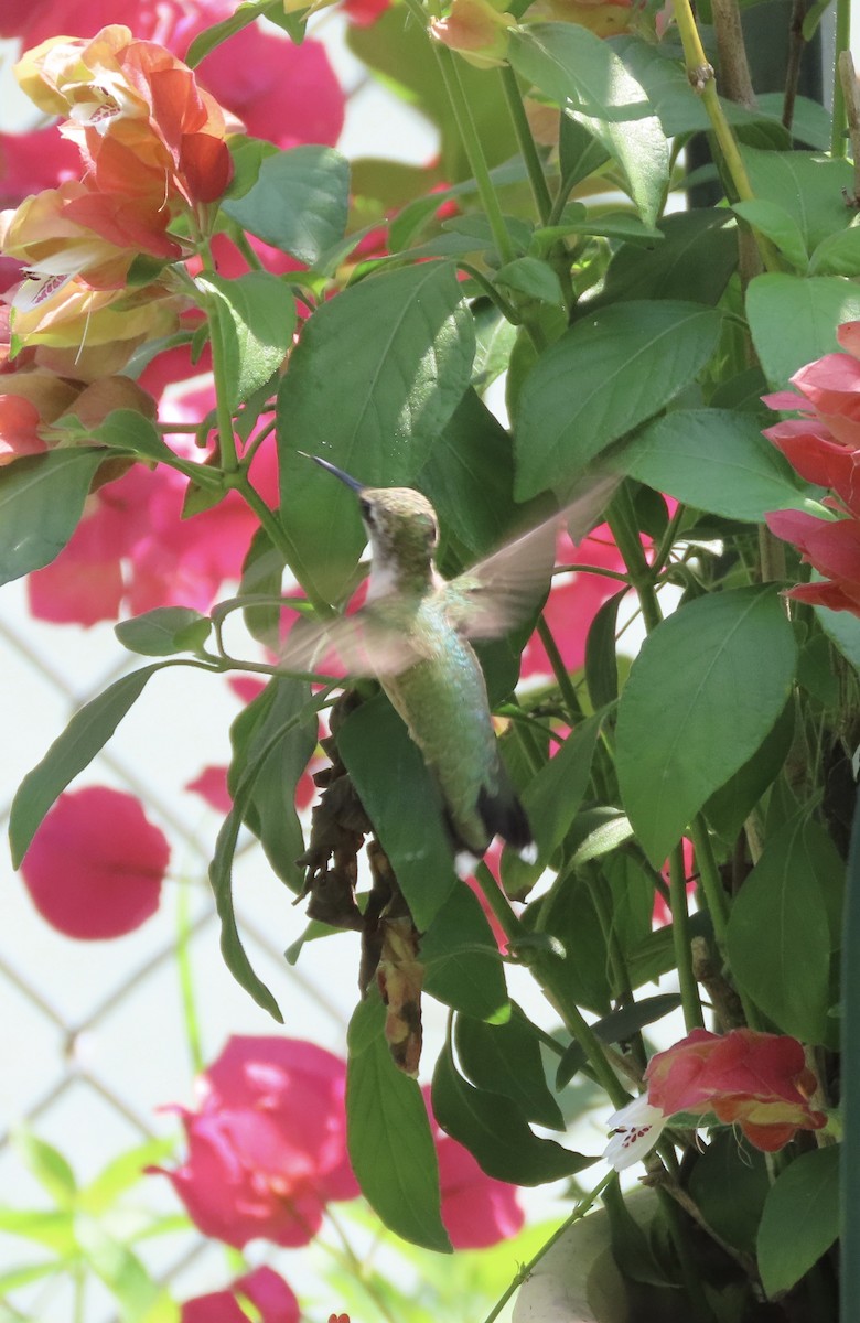 Ruby-throated Hummingbird - ML620033211