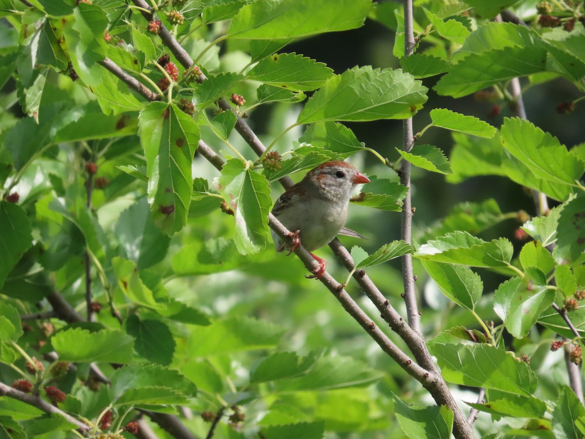 Field Sparrow - ML620033234