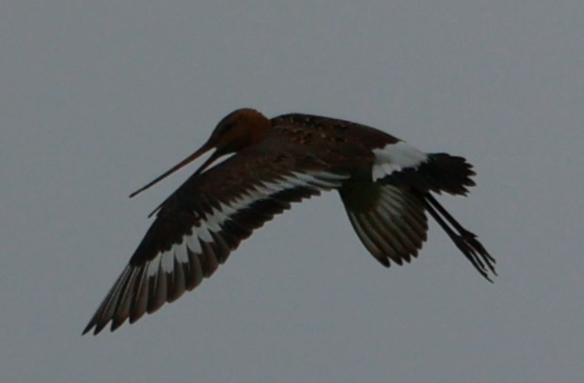 Black-tailed Godwit - ML620033308