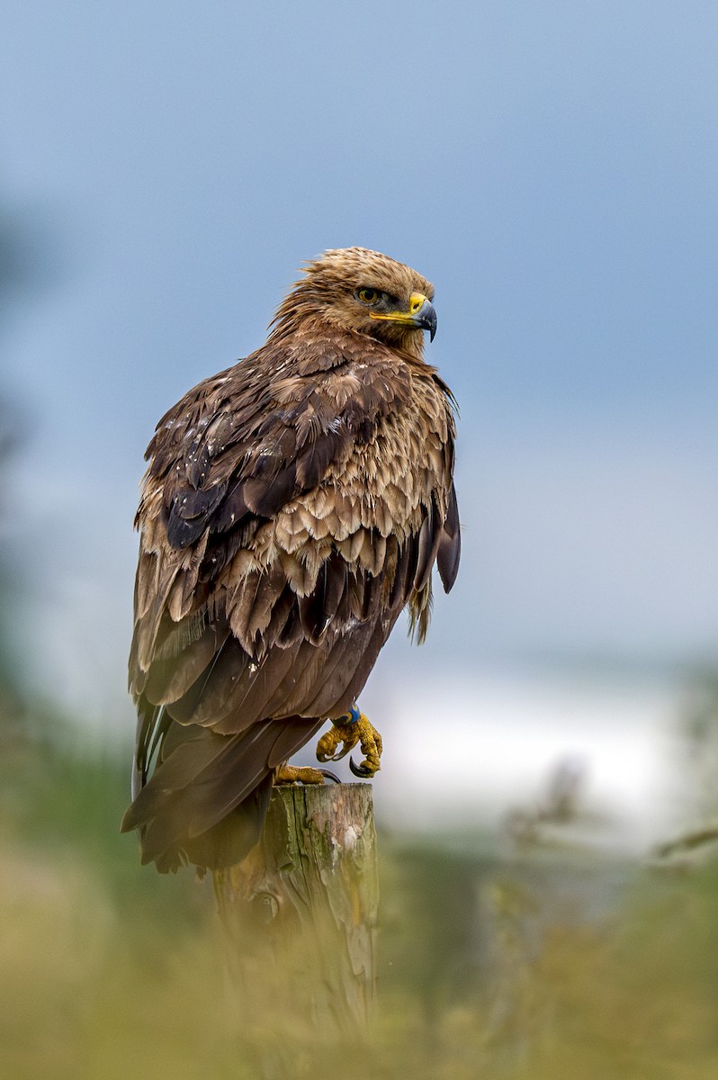 Lesser Spotted Eagle - ML620033325