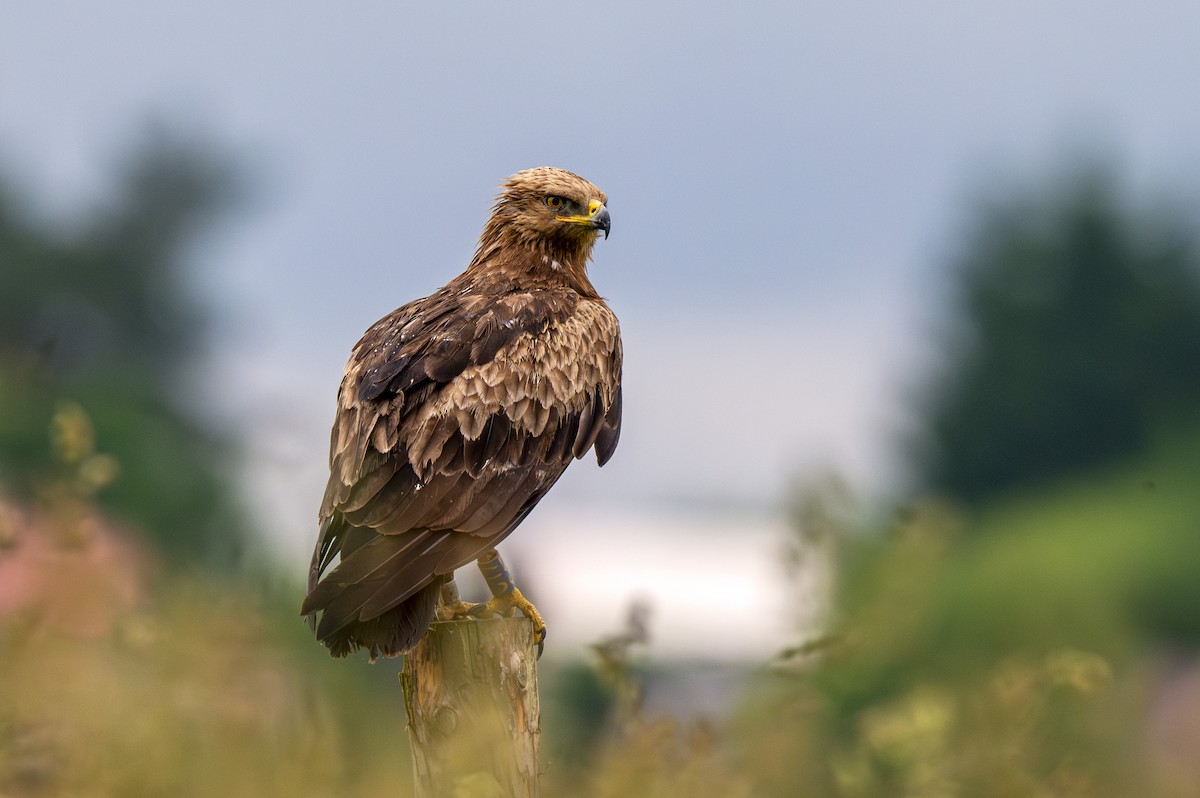 Lesser Spotted Eagle - ML620033326