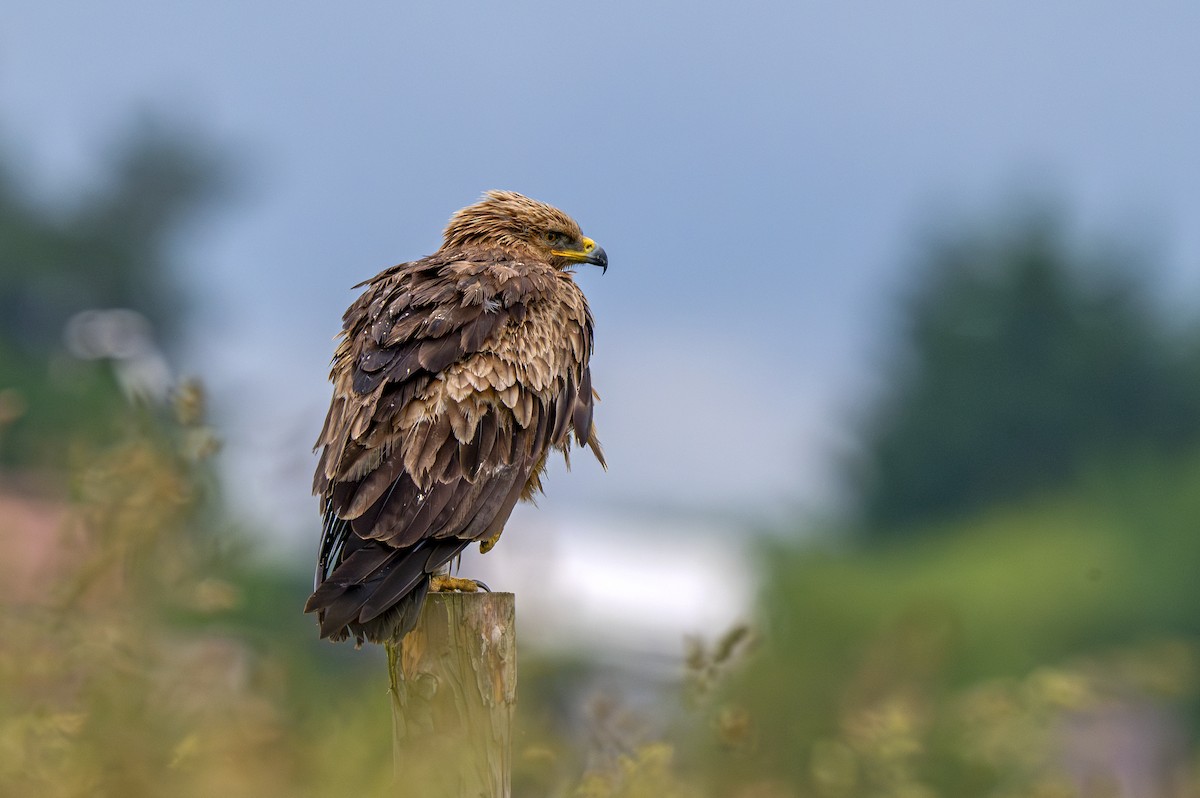 Lesser Spotted Eagle - ML620033327