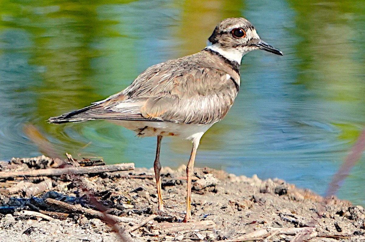 Killdeer - ML620033342