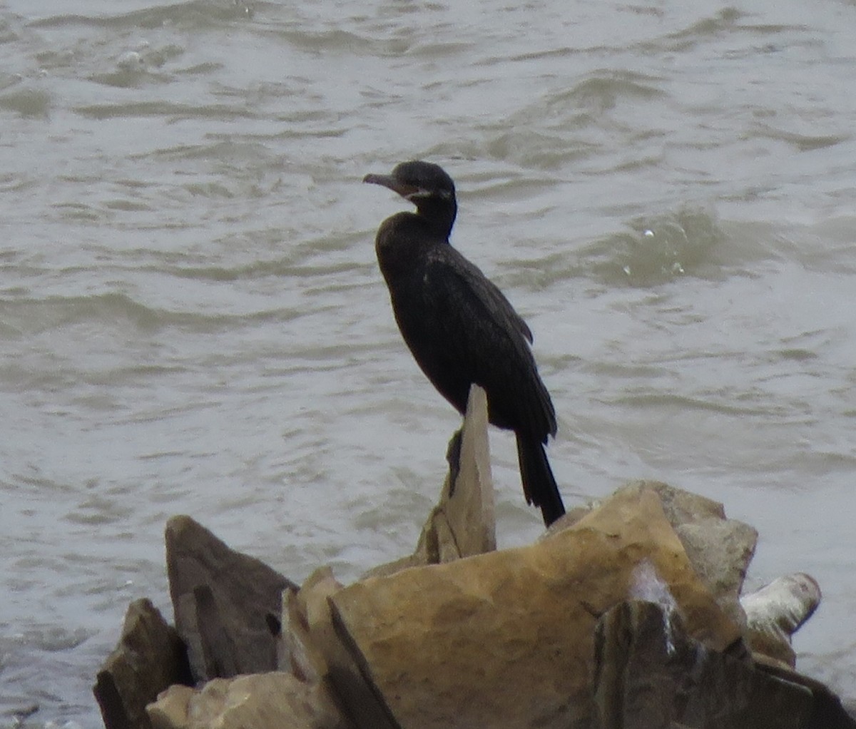 Cormorán Biguá - ML620033348