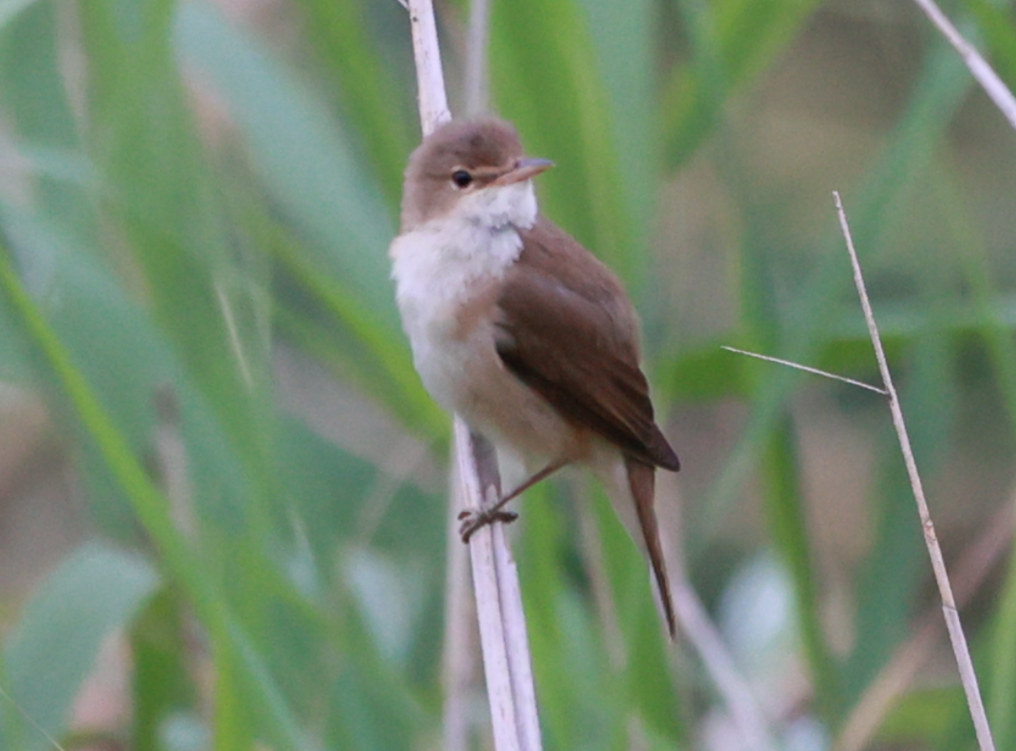 Common Reed Warbler - ML620033349