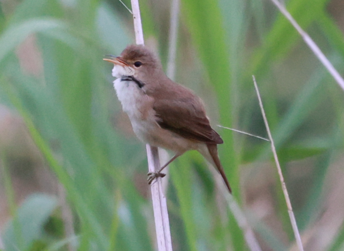 Common Reed Warbler - ML620033350