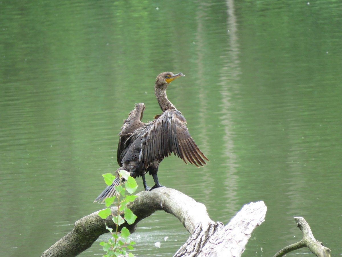 Cormoran à aigrettes - ML620033359