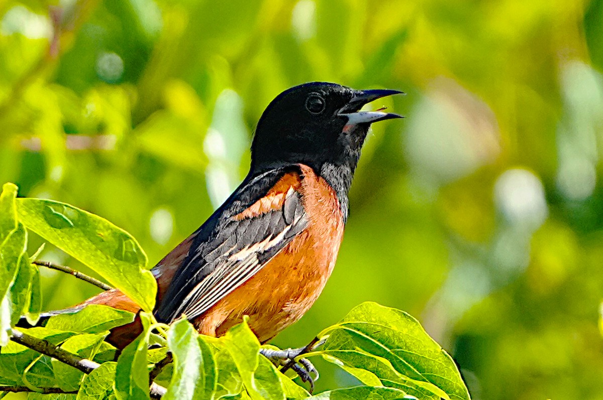 Orchard Oriole - ML620033388