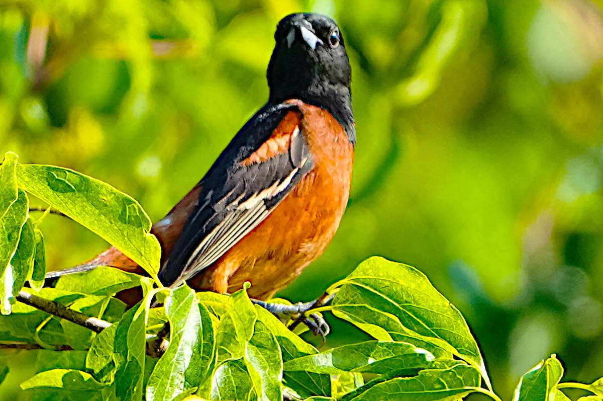 Orchard Oriole - ML620033389