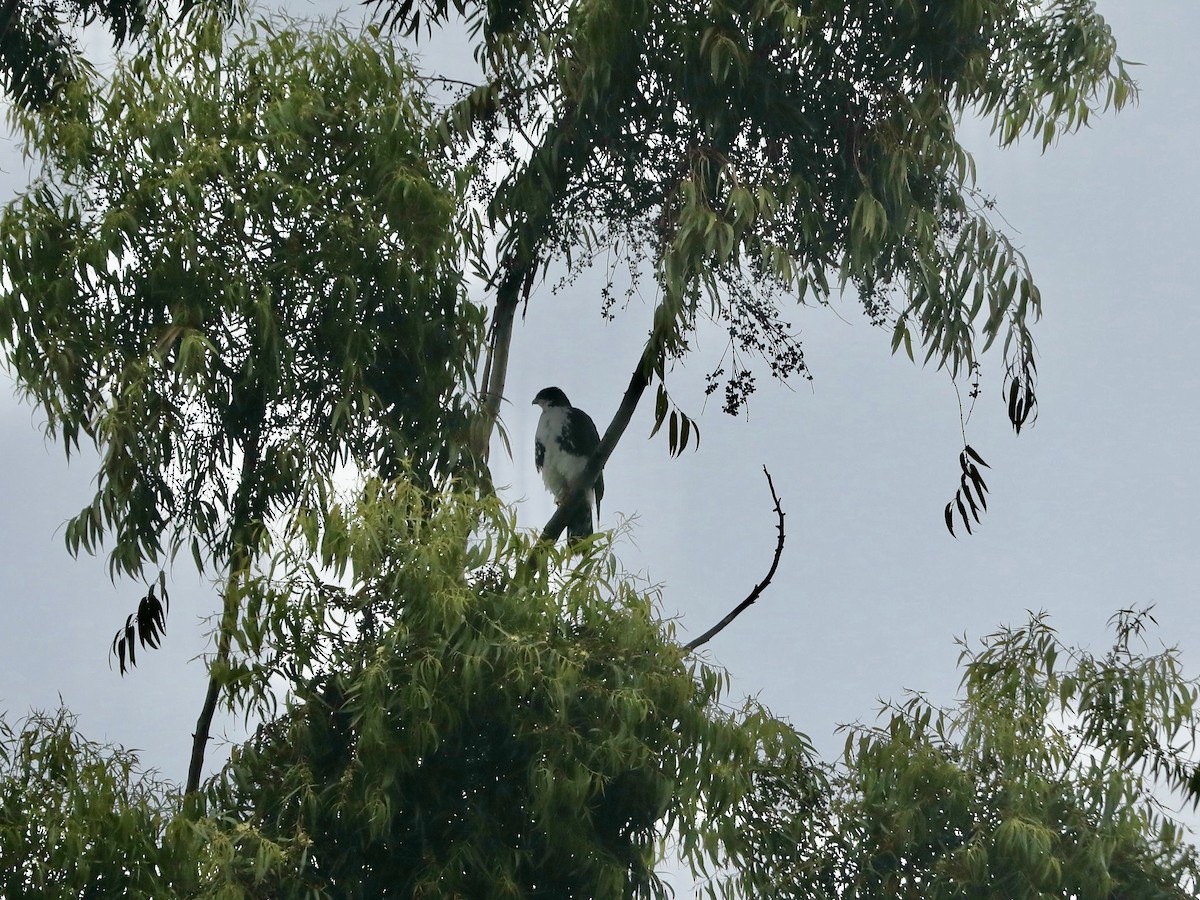 Black Goshawk - Darby Nugent