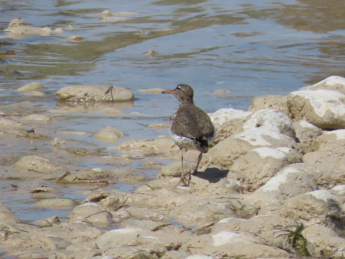 Spotted Sandpiper - ML620033447