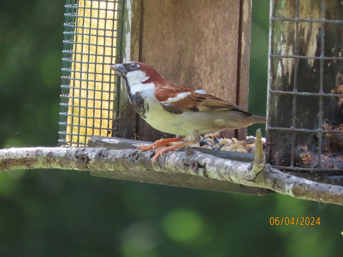 House Sparrow - ML620033478