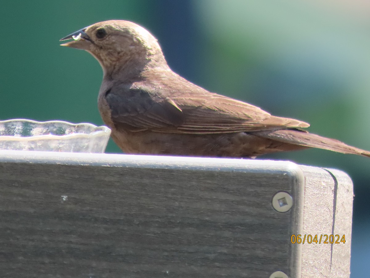 Brown-headed Cowbird - ML620033509