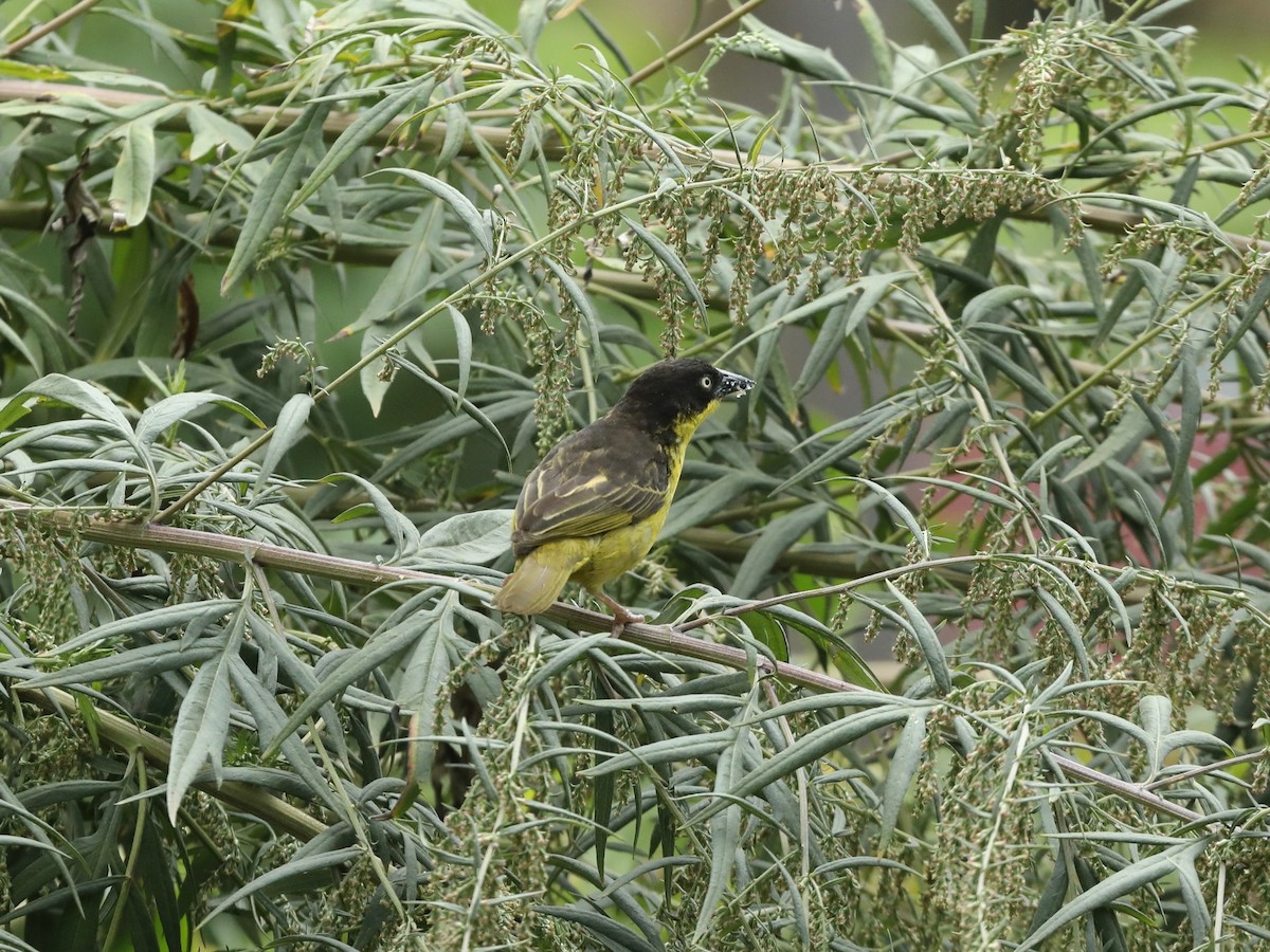 Baglafecht Weaver - ML620033514