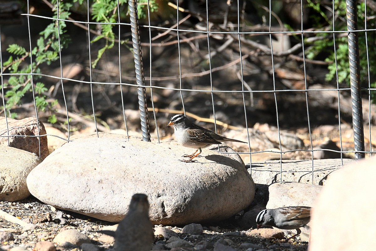 White-crowned Sparrow - ML620033534