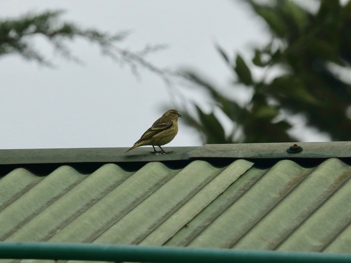 Serin à calotte jaune - ML620033547