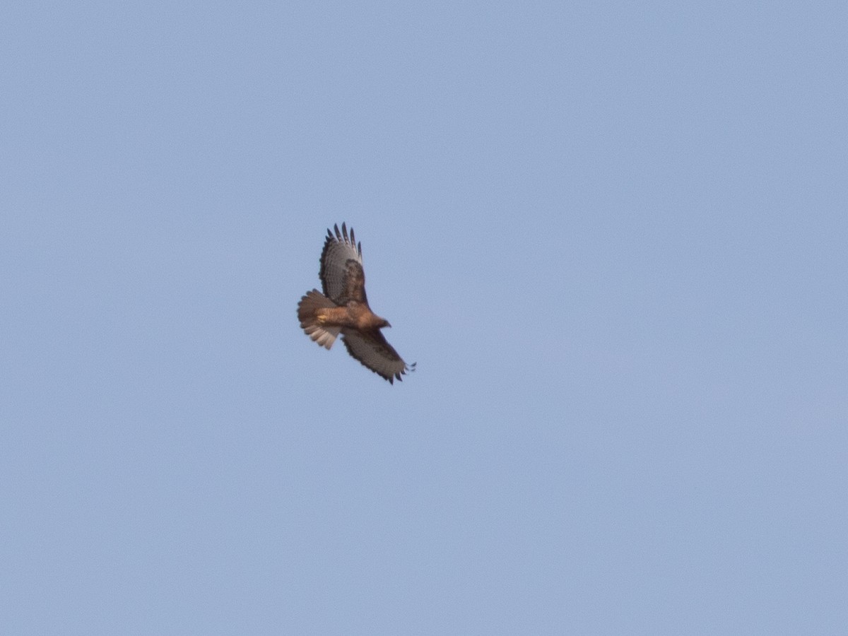 Red-tailed Hawk (calurus/alascensis) - ML620033555