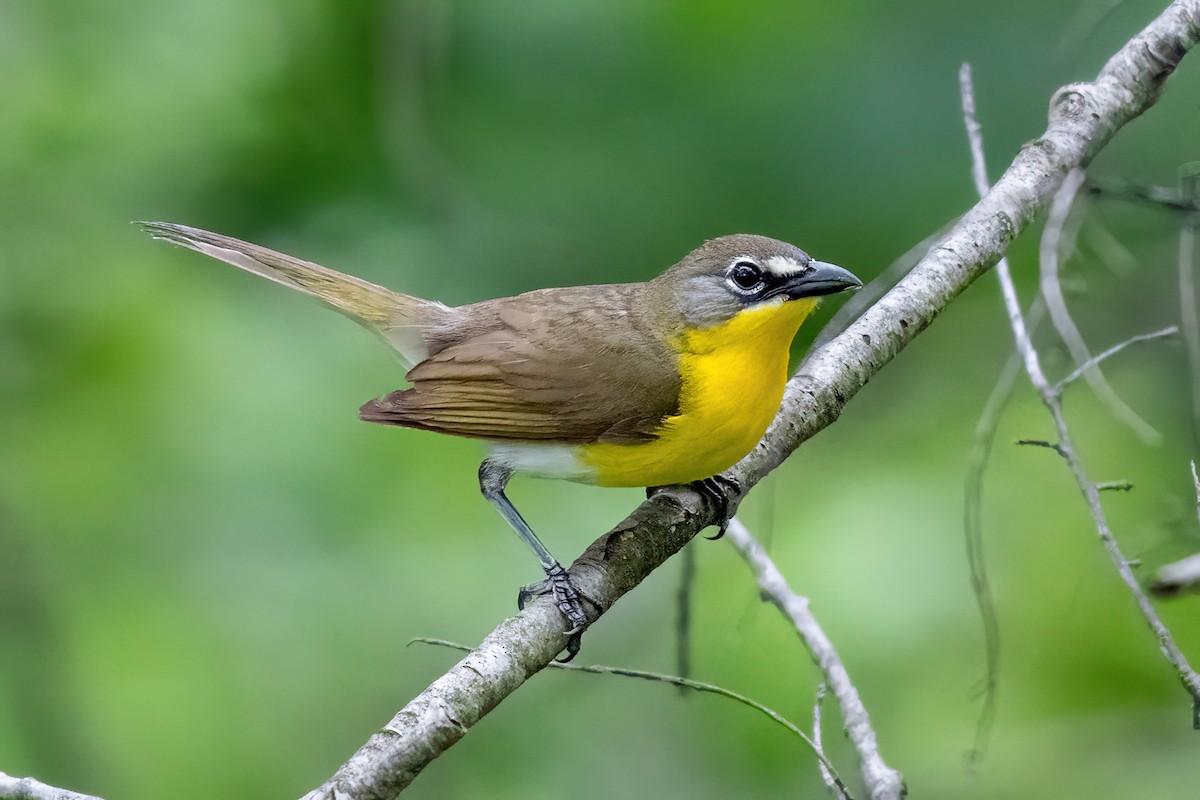 Yellow-breasted Chat - ML620033568