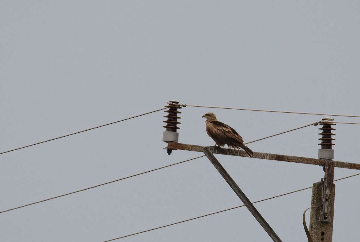 Black Kite - ML620033571