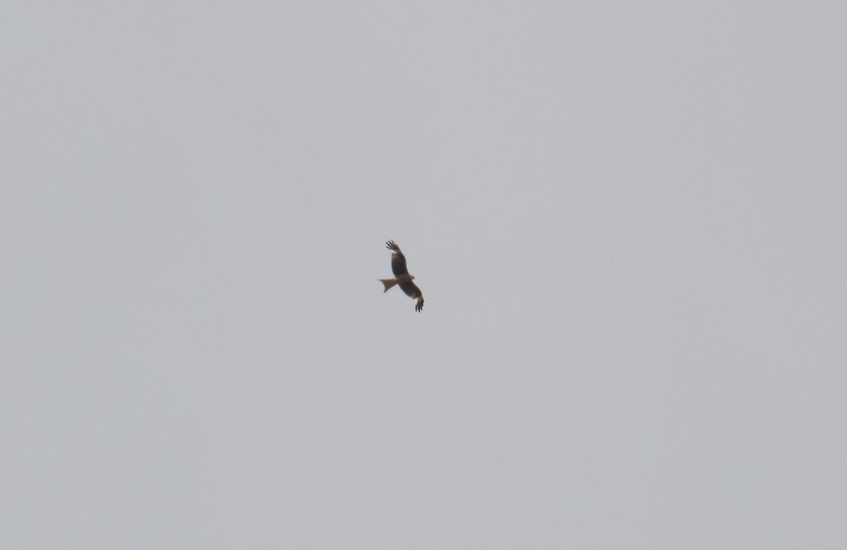 Red Kite - ML620033588