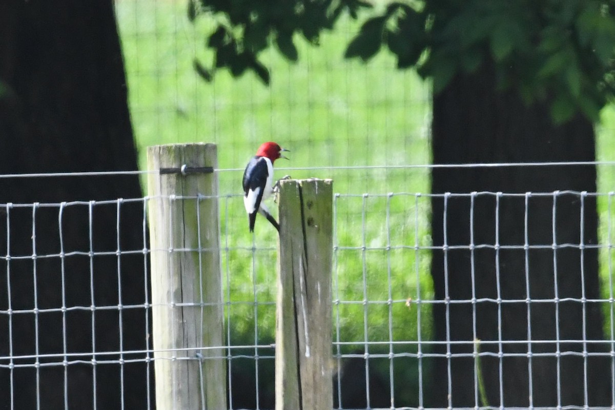 Red-headed Woodpecker - ML620033599