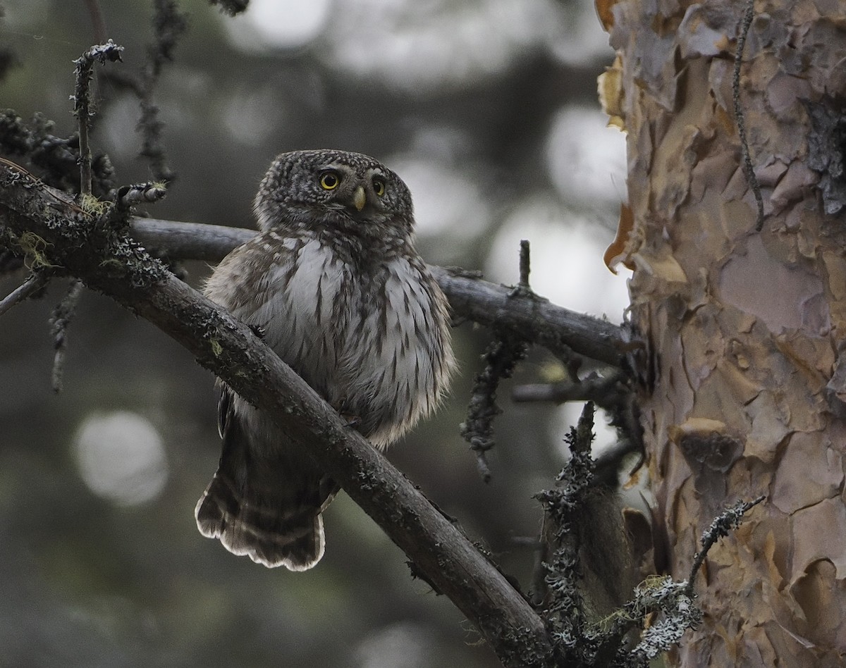 Eurasian Pygmy-Owl - ML620033601