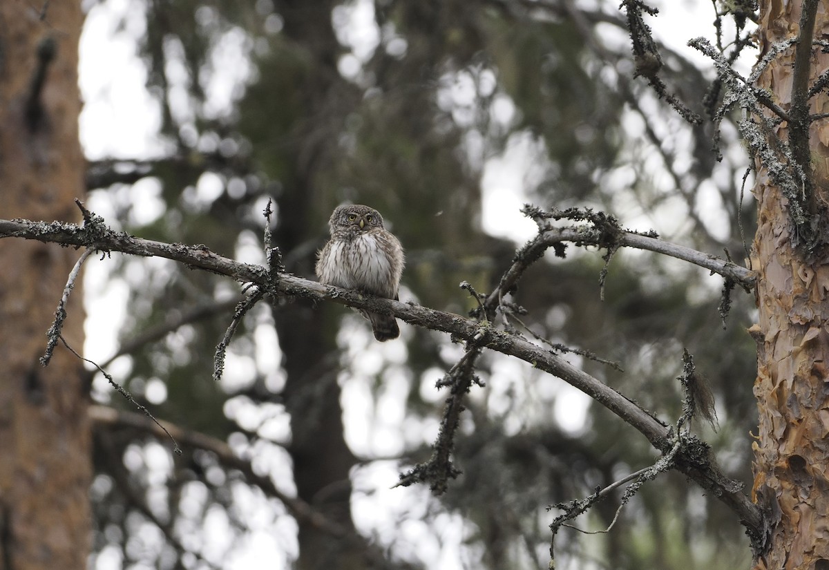 Eurasian Pygmy-Owl - ML620033602