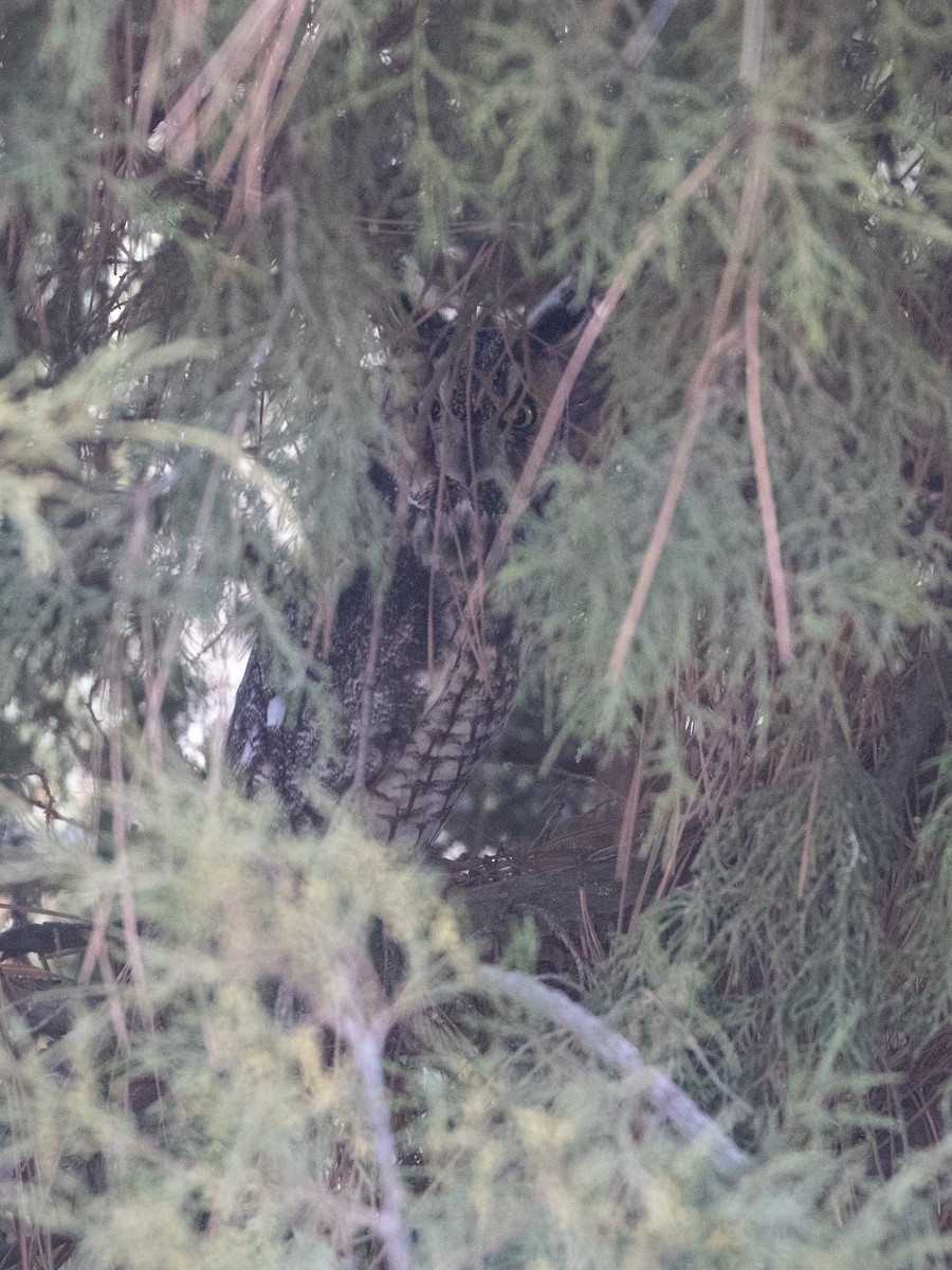 Long-eared Owl - ML620033610