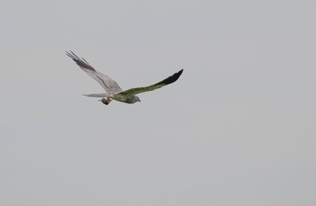 Montagu's Harrier - ML620033622