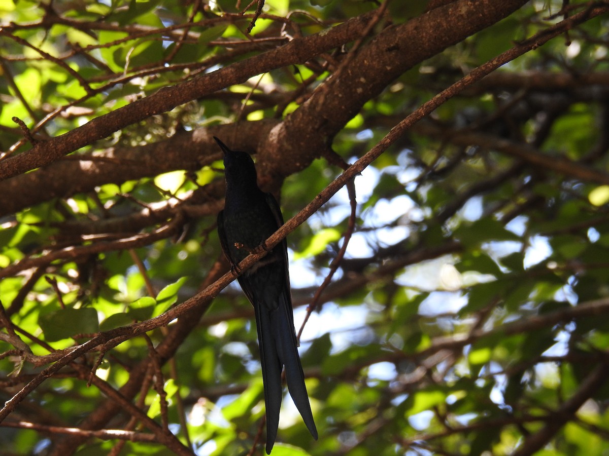 Swallow-tailed Hummingbird - ML620033639