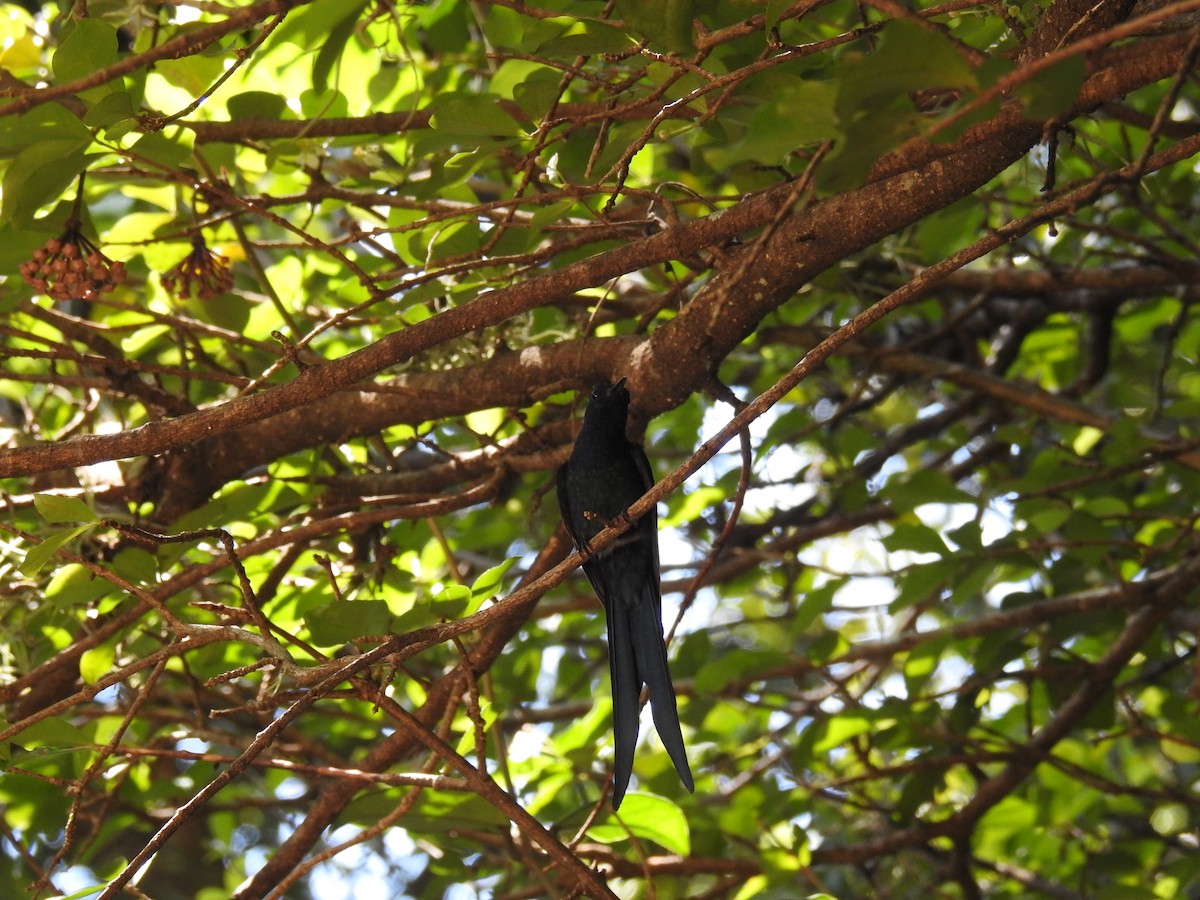 Swallow-tailed Hummingbird - ML620033640