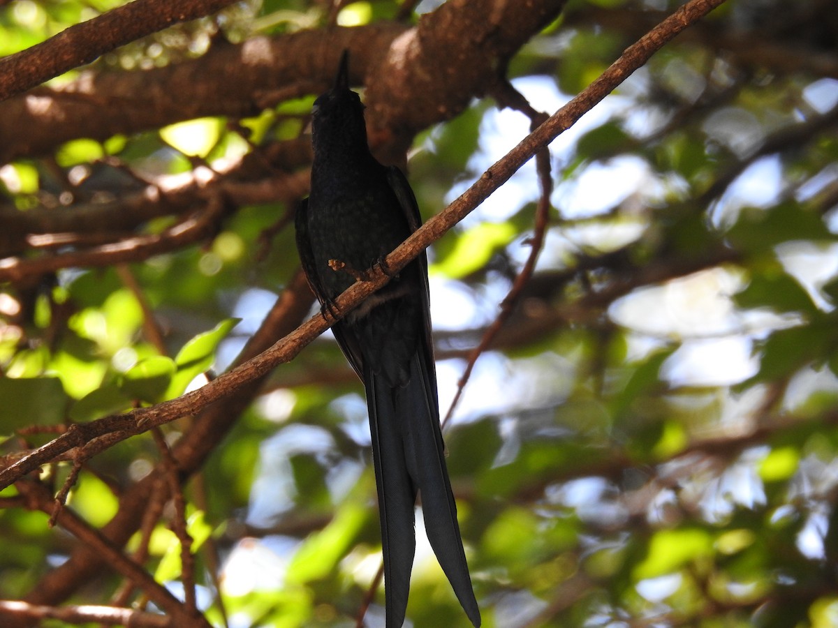 Colibri hirondelle - ML620033643