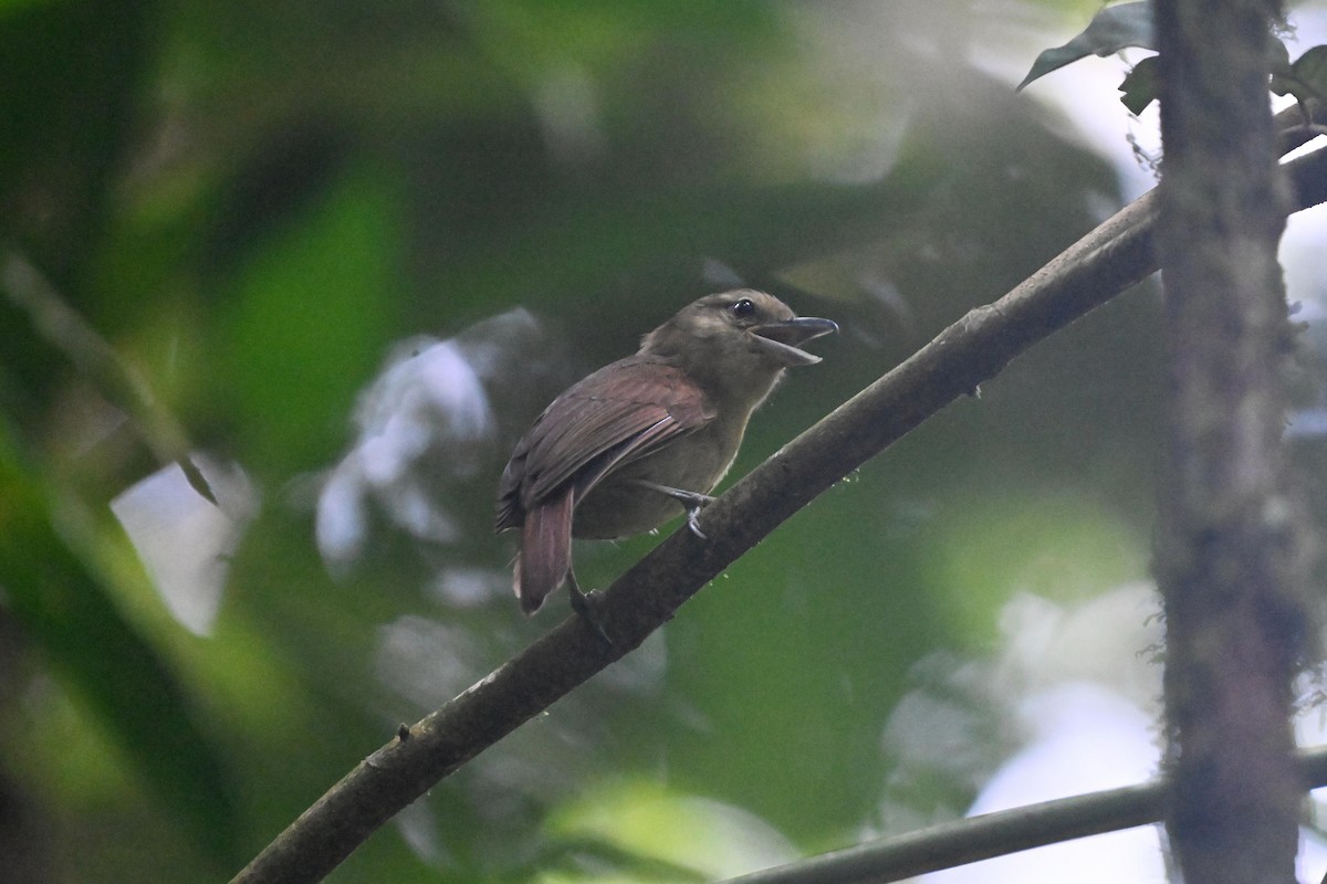 Russet Antshrike - ML620033644