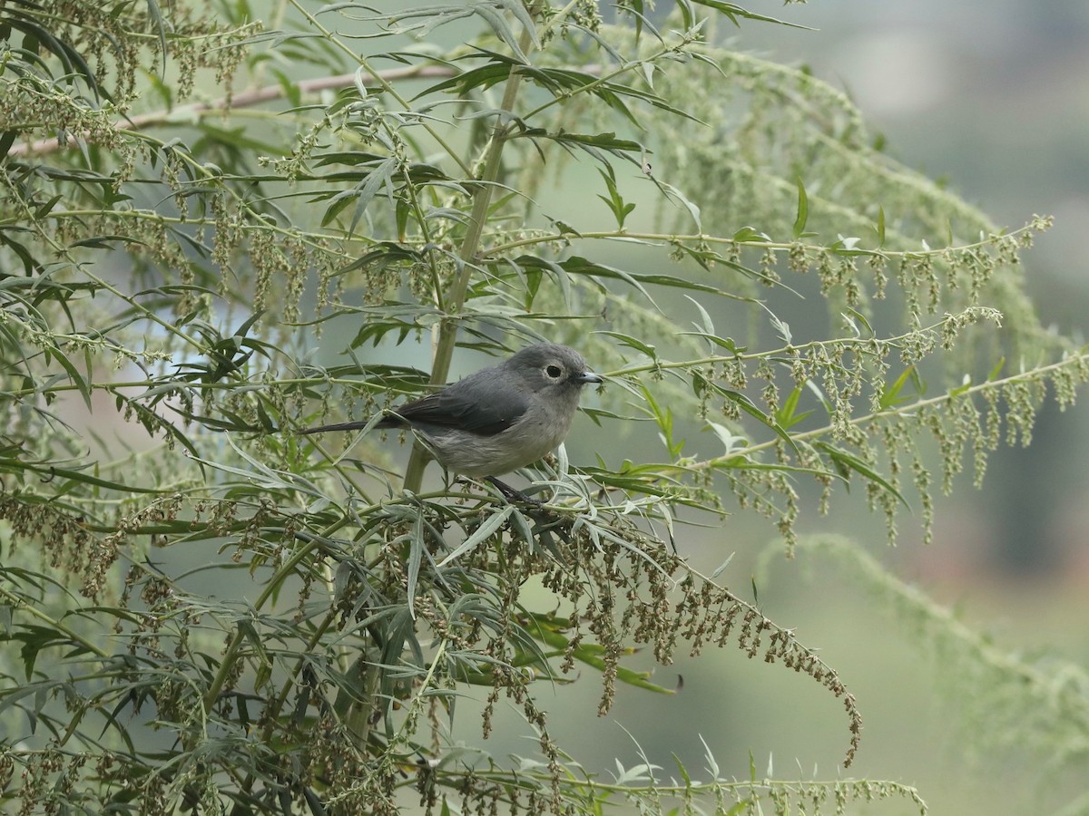 Gözlüklü Drongo Sinekkapanı - ML620033655