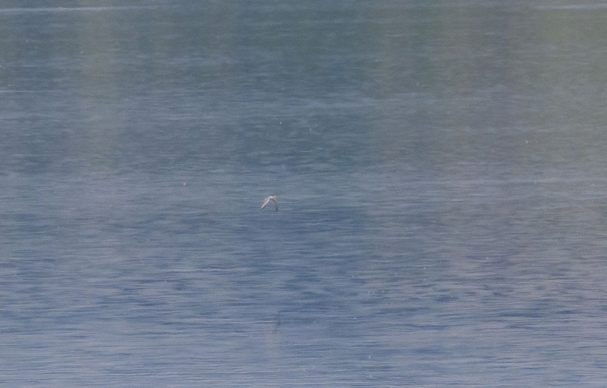 Little Tern - ML620033660