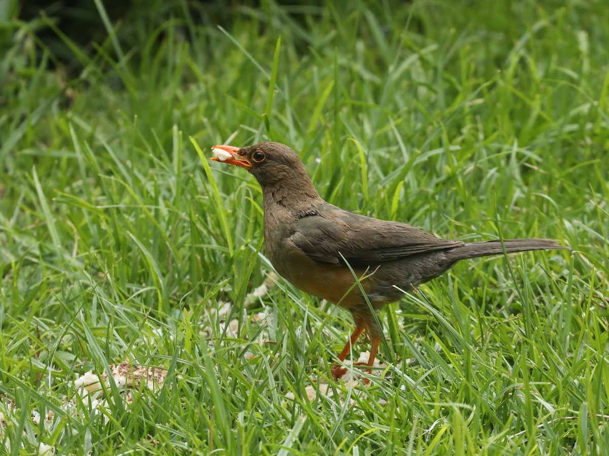 Abyssinian Thrush - ML620033671