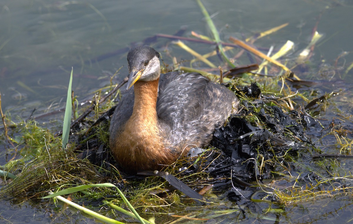 Red-necked Grebe - ML620033673