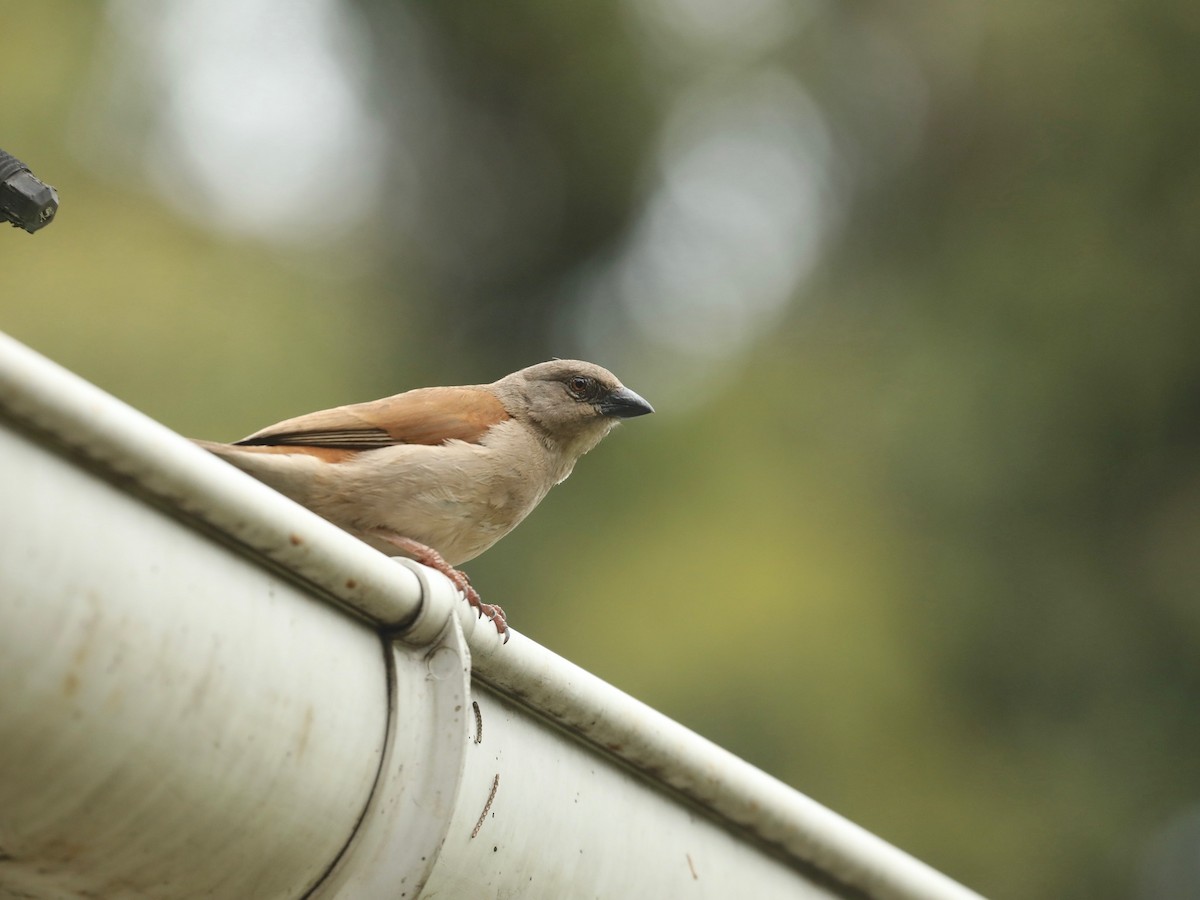 Northern Gray-headed Sparrow - ML620033676